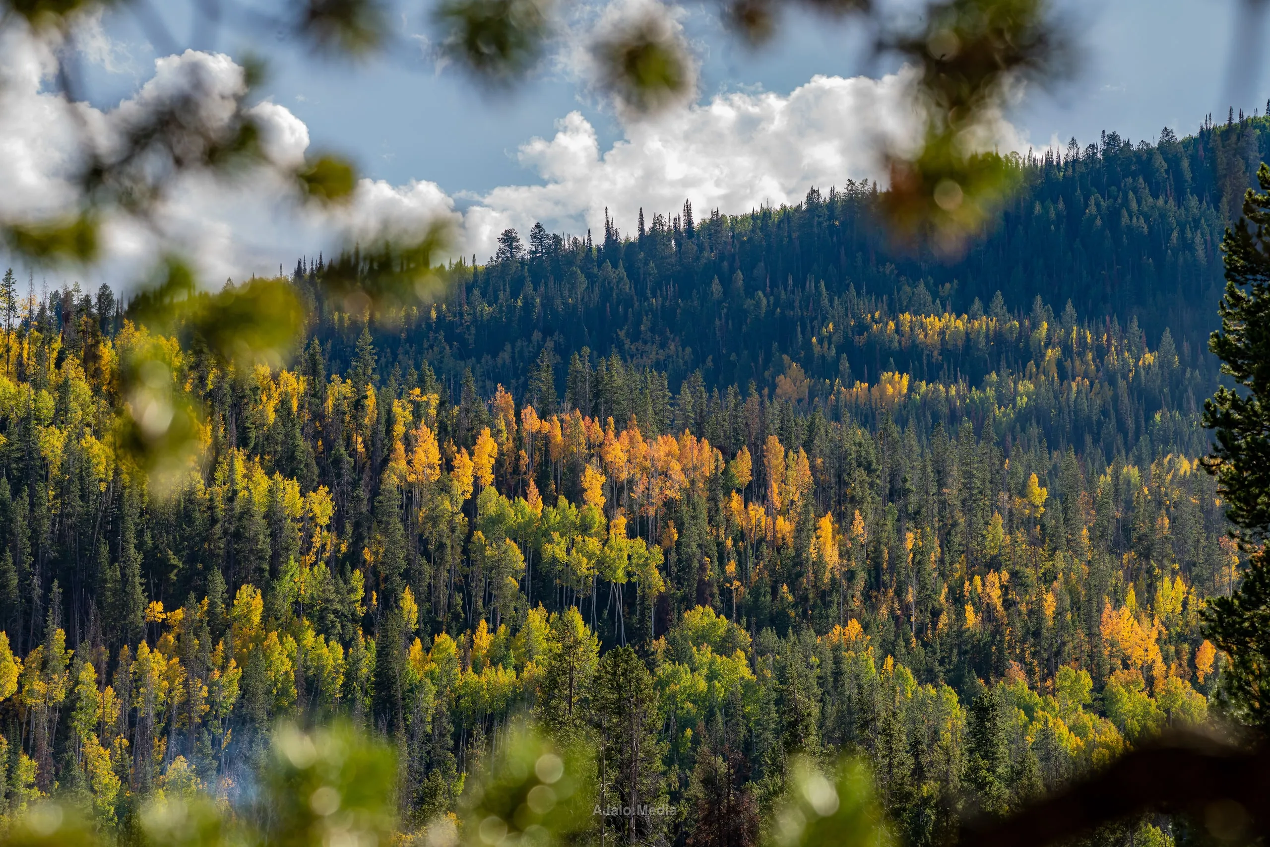 Autumn forest of yellow and green trees on a mountainside, framed by branches