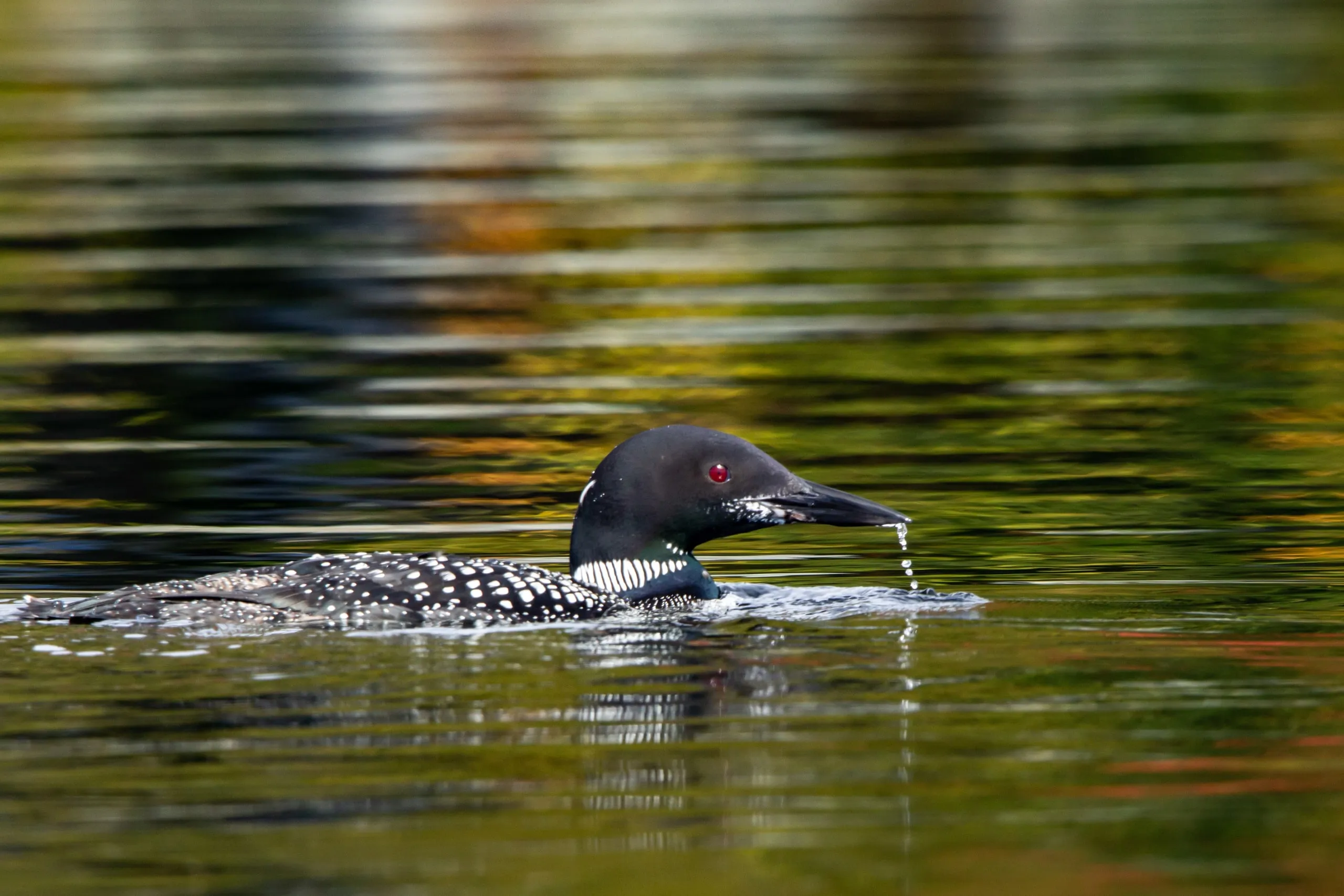 Common loon with water dripping from its bill on a still lake