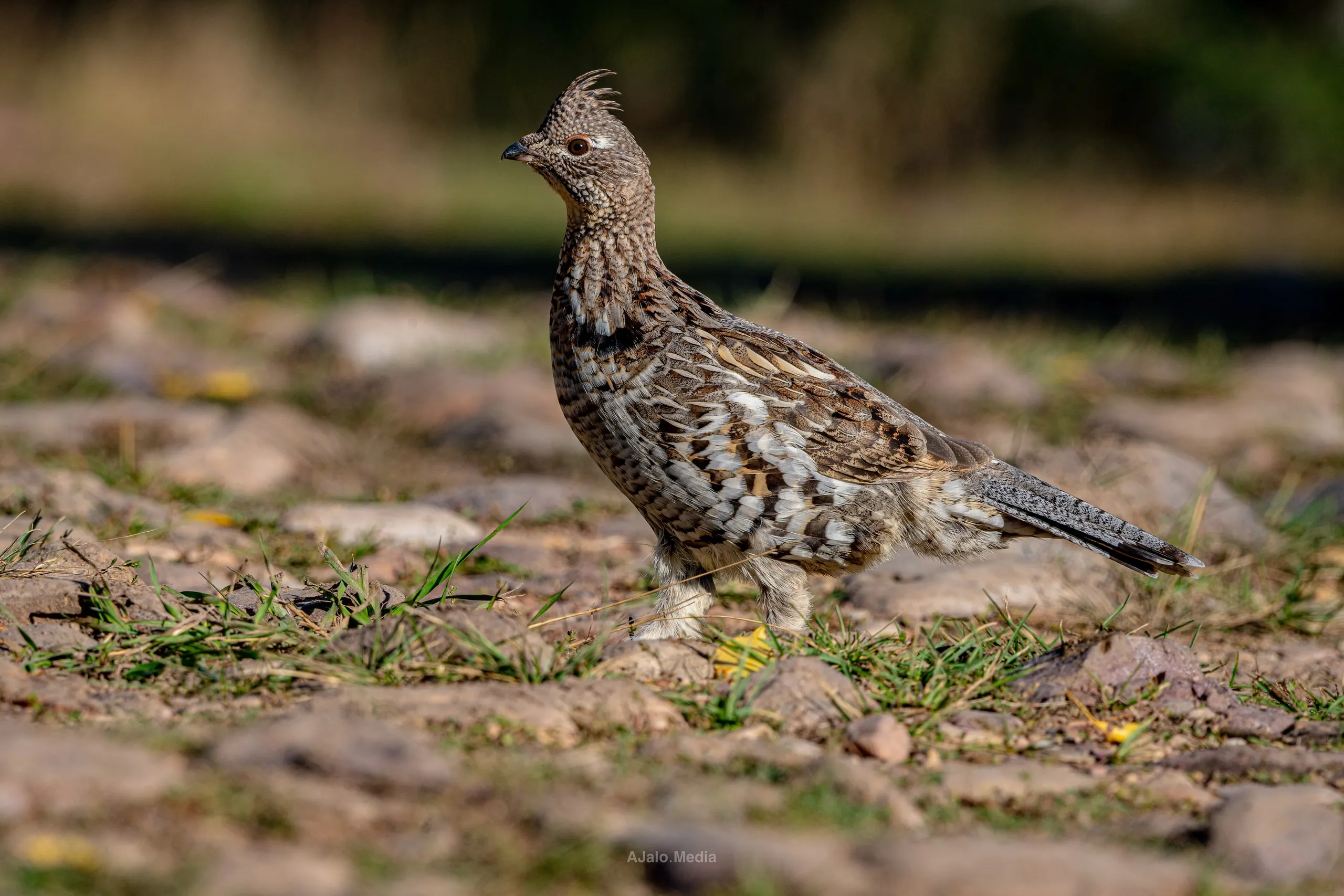 Ruffed grouse standing on rocky ground