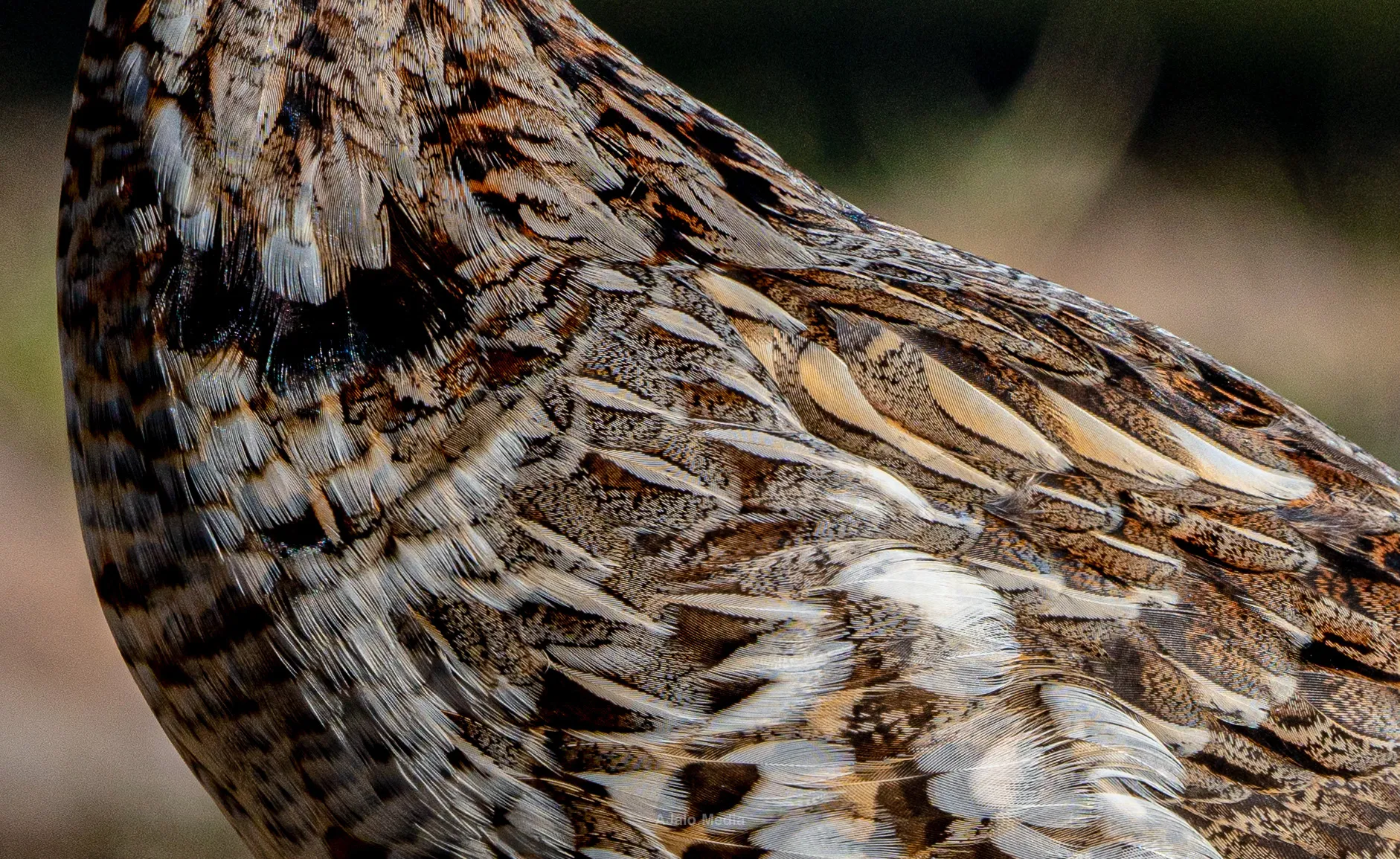 Close-up of a ruffed grouse's patterned brown feathers