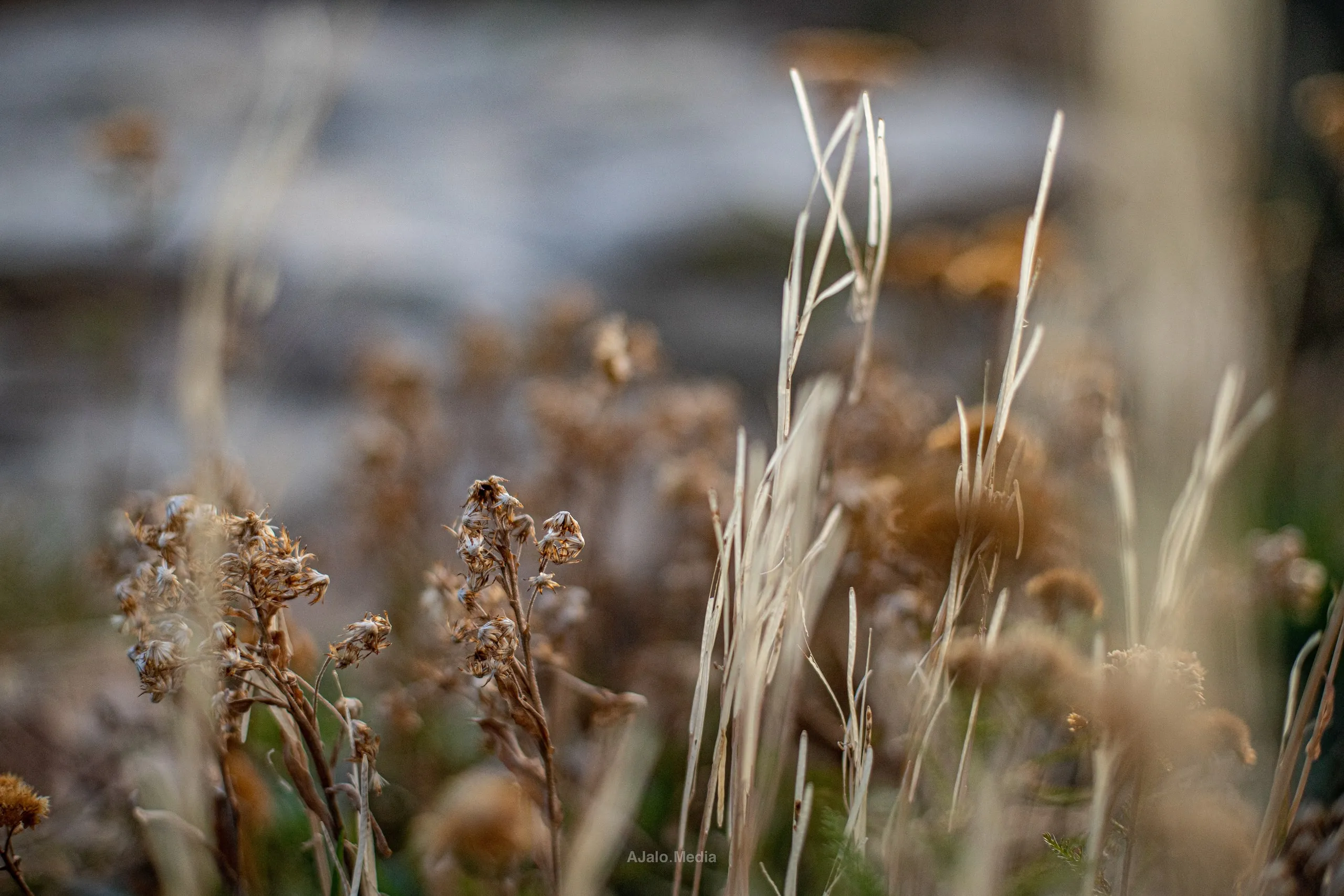Dry grasses and seed heads in soft autumn light