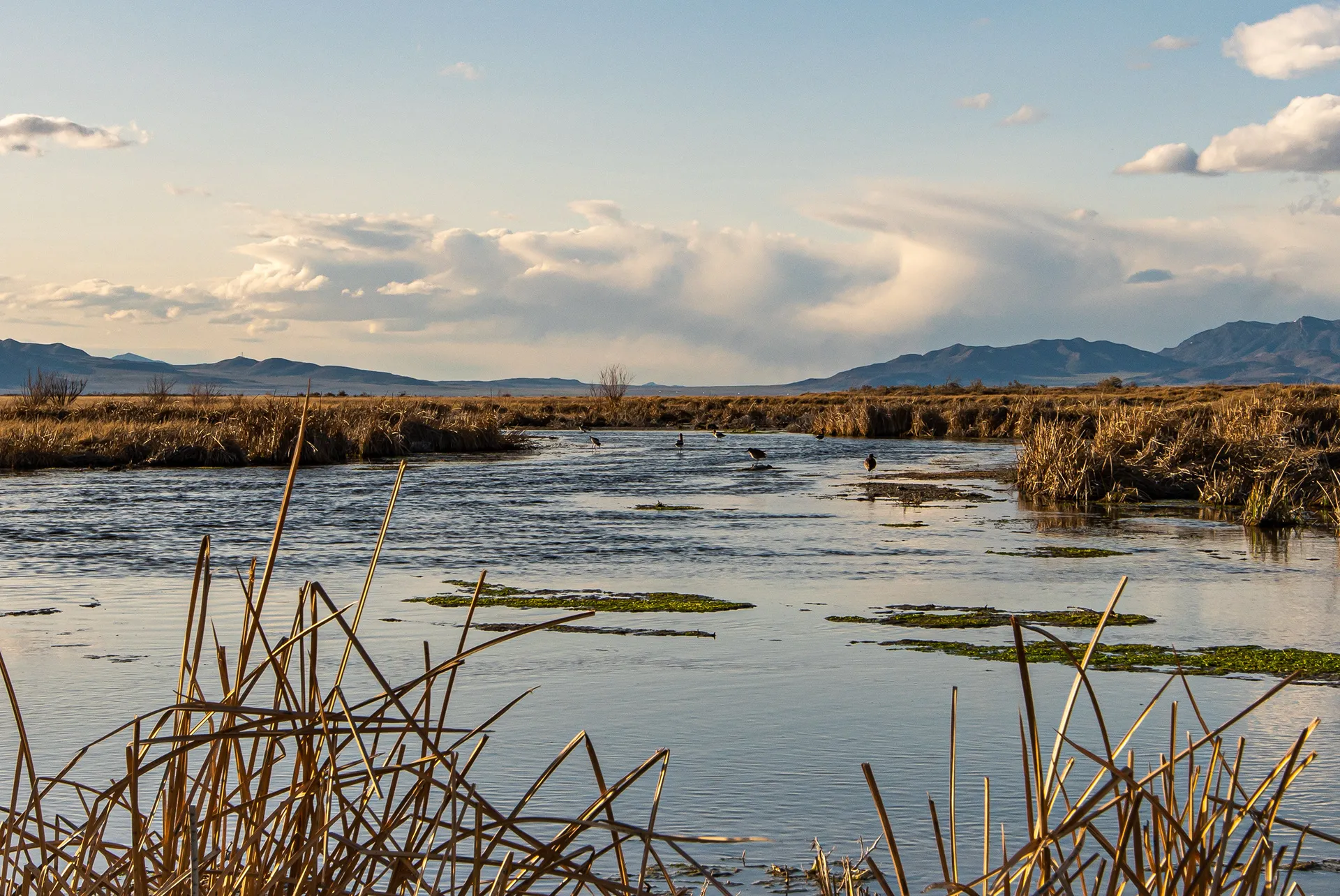Marsh water and reeds reflecting the sky in Skull Valley