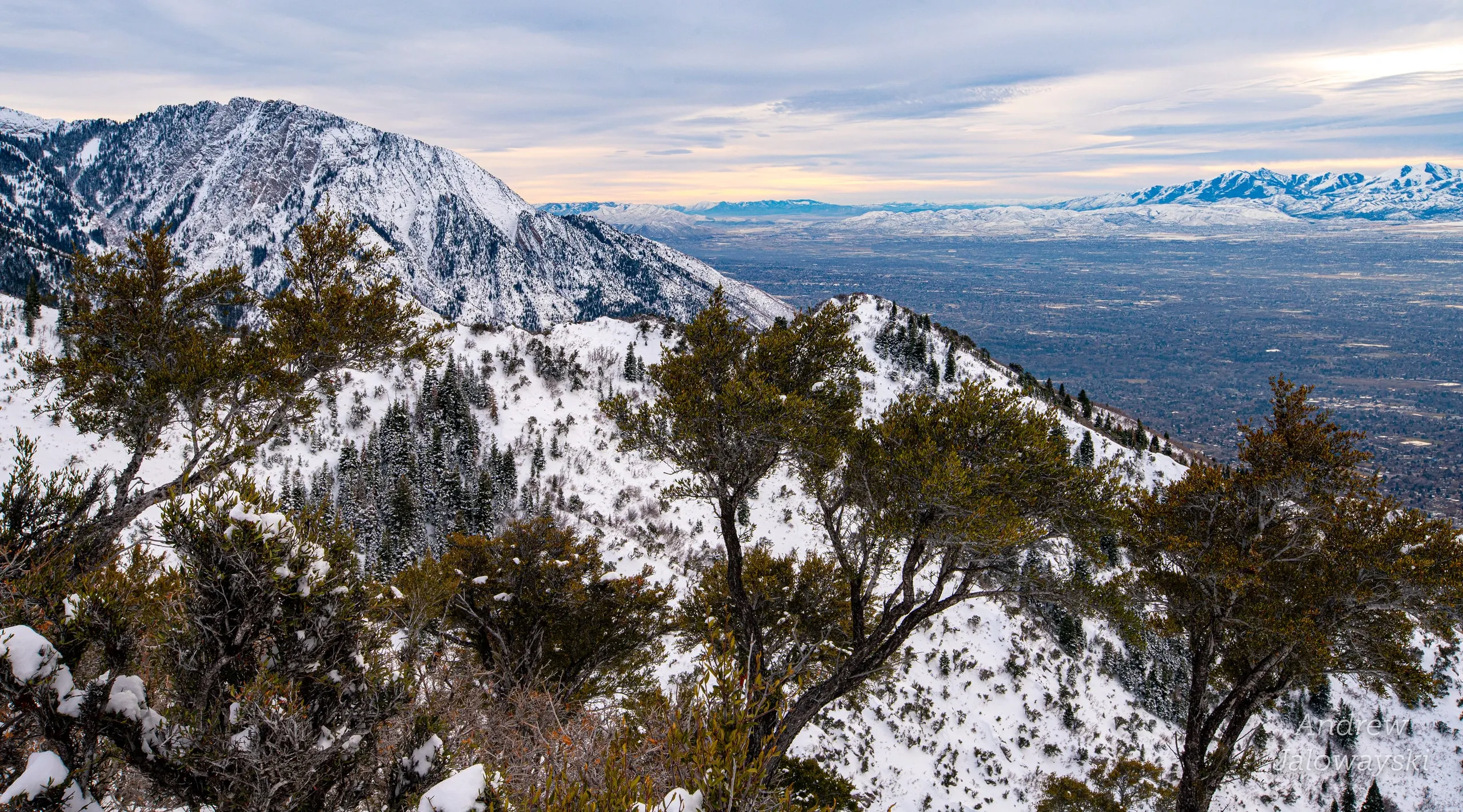 Scrub oak on a snowy mountainside with the valley below