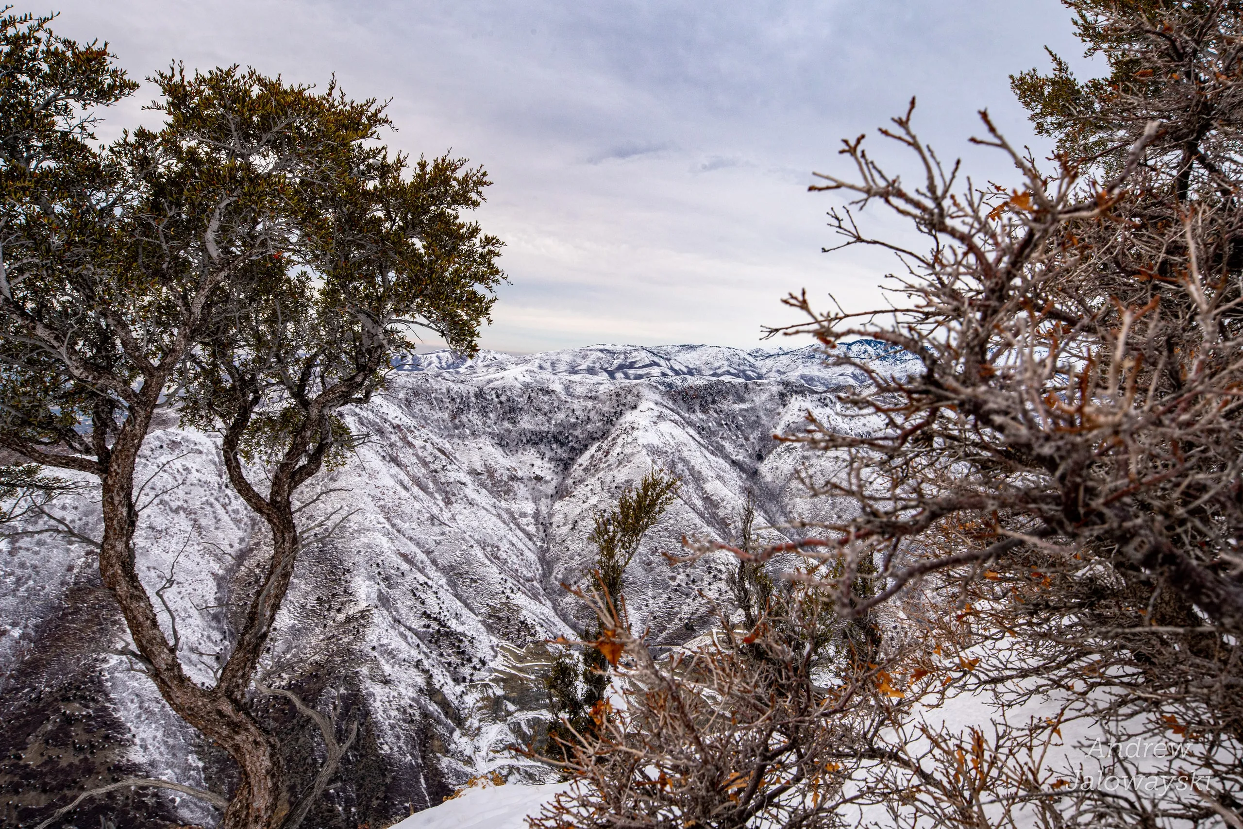 Twisted juniper tree on a snowy ridge