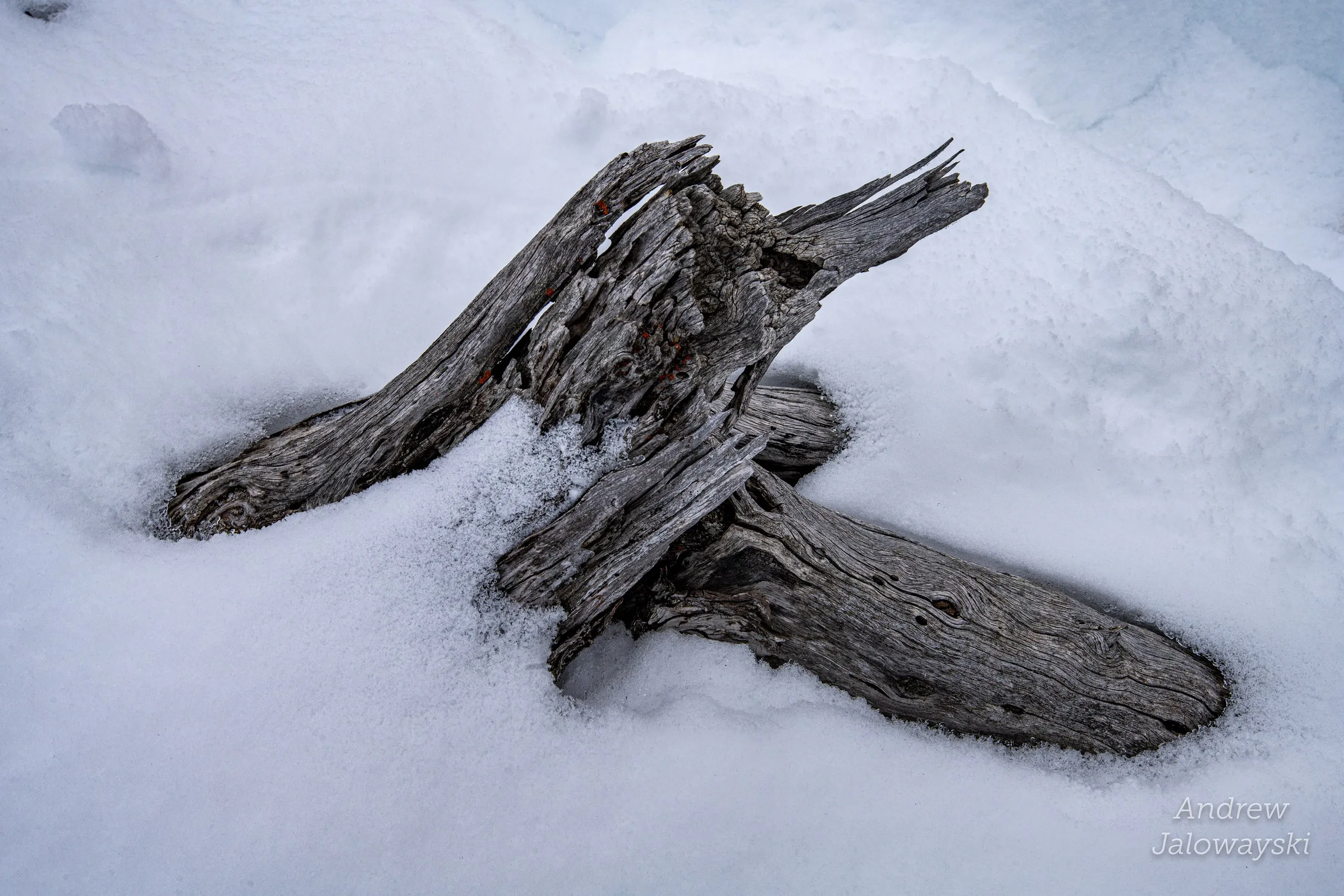 Weathered driftwood-like branches resting in deep snow