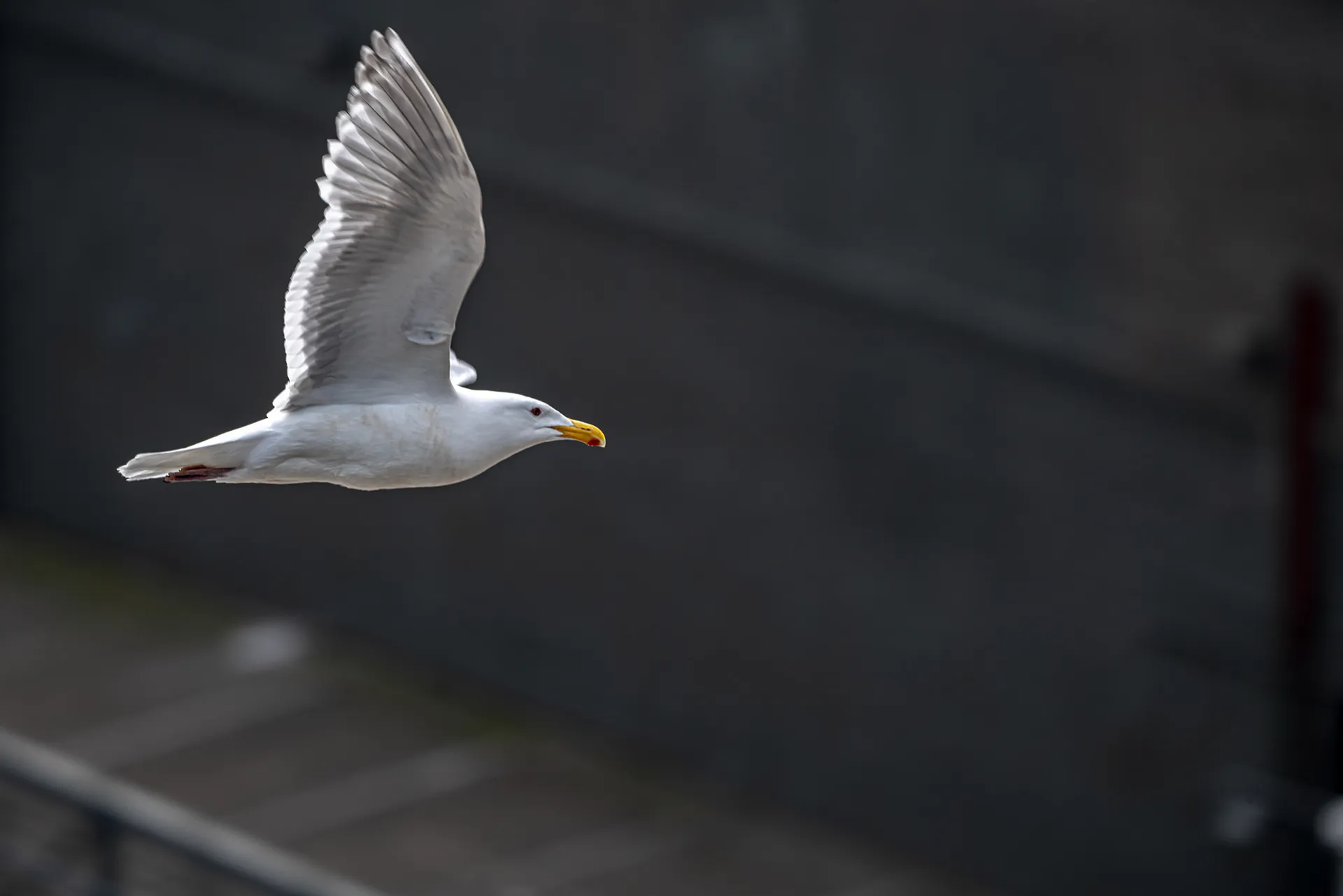 Seagull in flight with wings raised