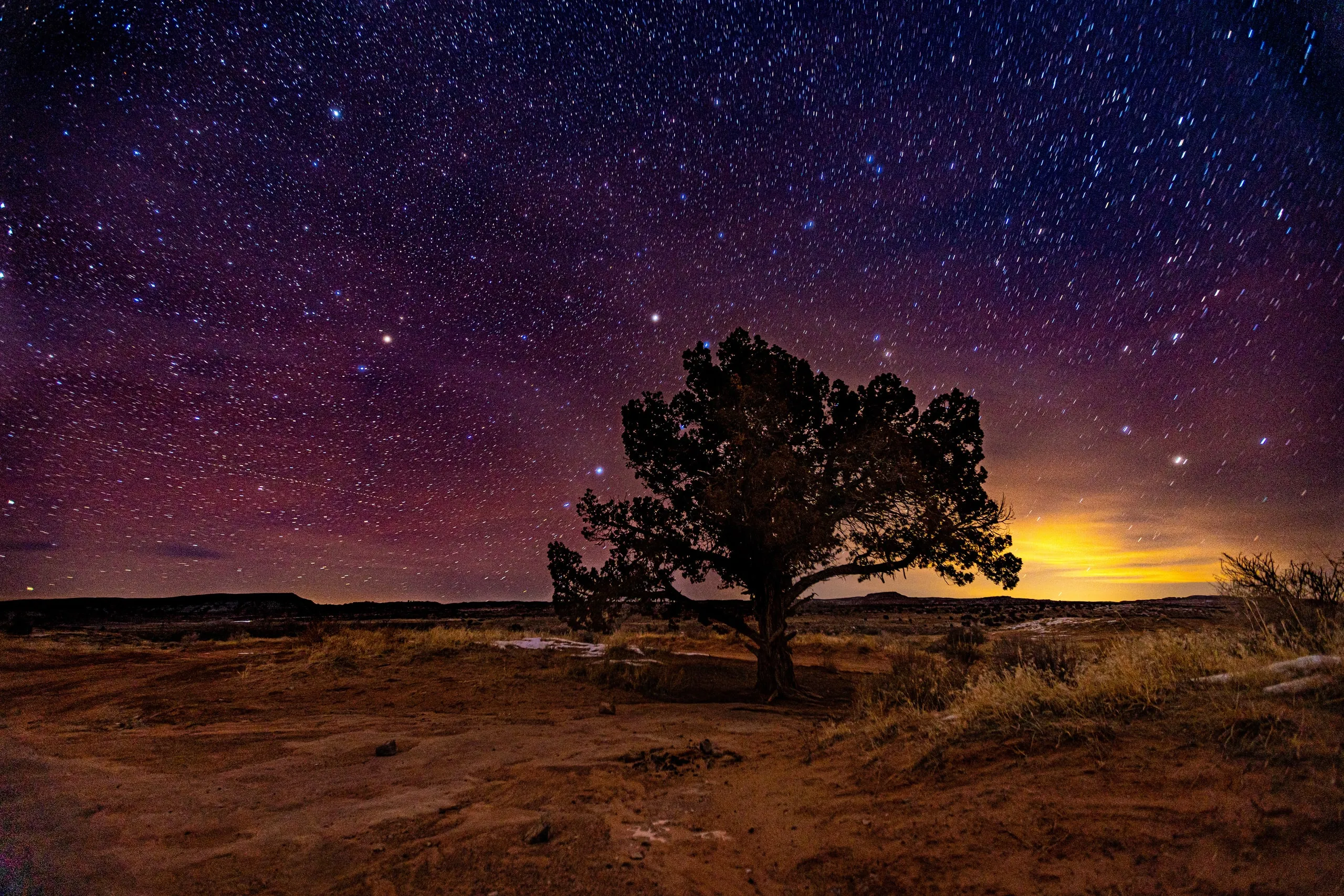Lone juniper tree in red desert under a purple starry sky near Moab