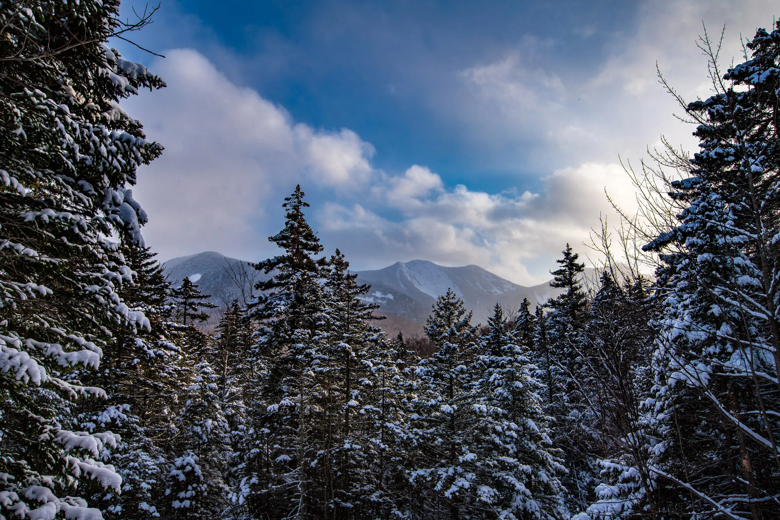 Snow-covered pine trees and mountains under a blue sky in the Adirondacks