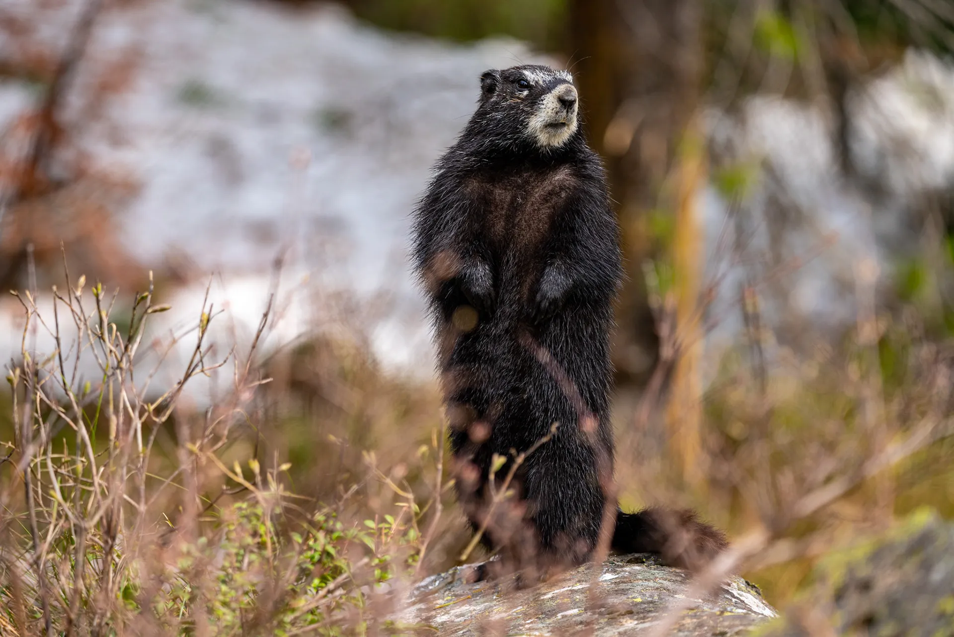 Marmot standing upright on a rock in Grand Teton National Park
