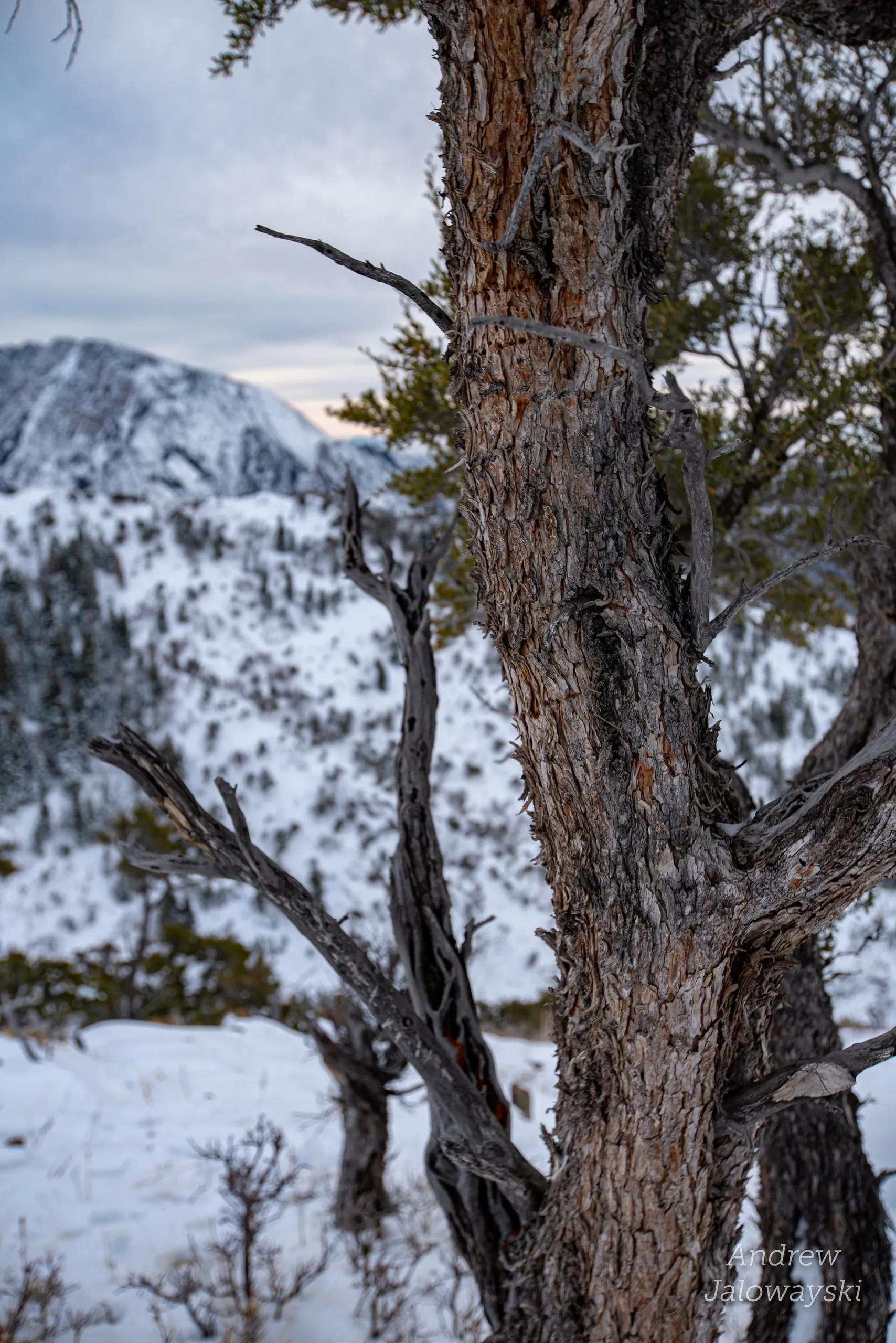 Gnarled tree trunk with snowy mountains behind