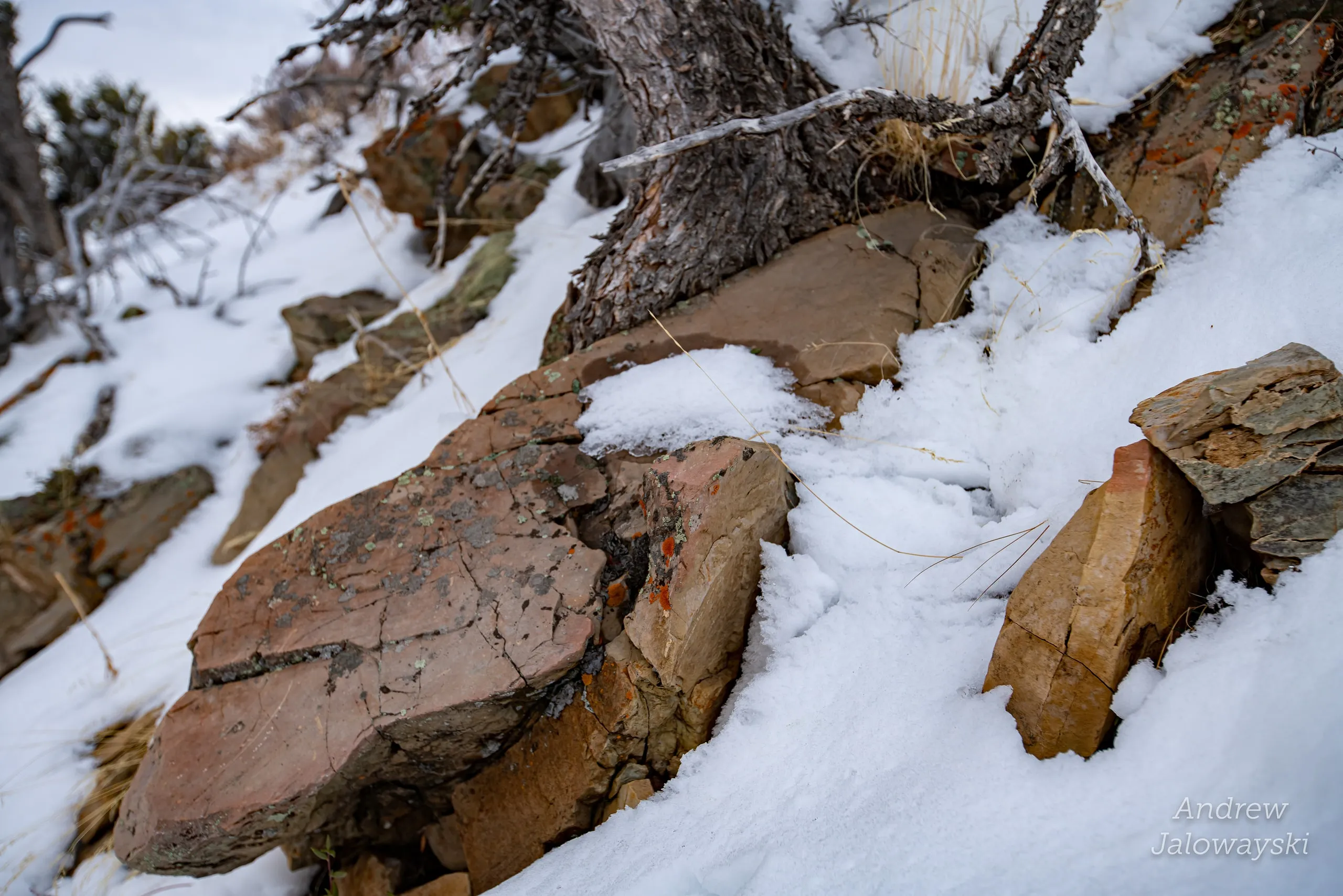 Red rocks and roots poking through fresh snow