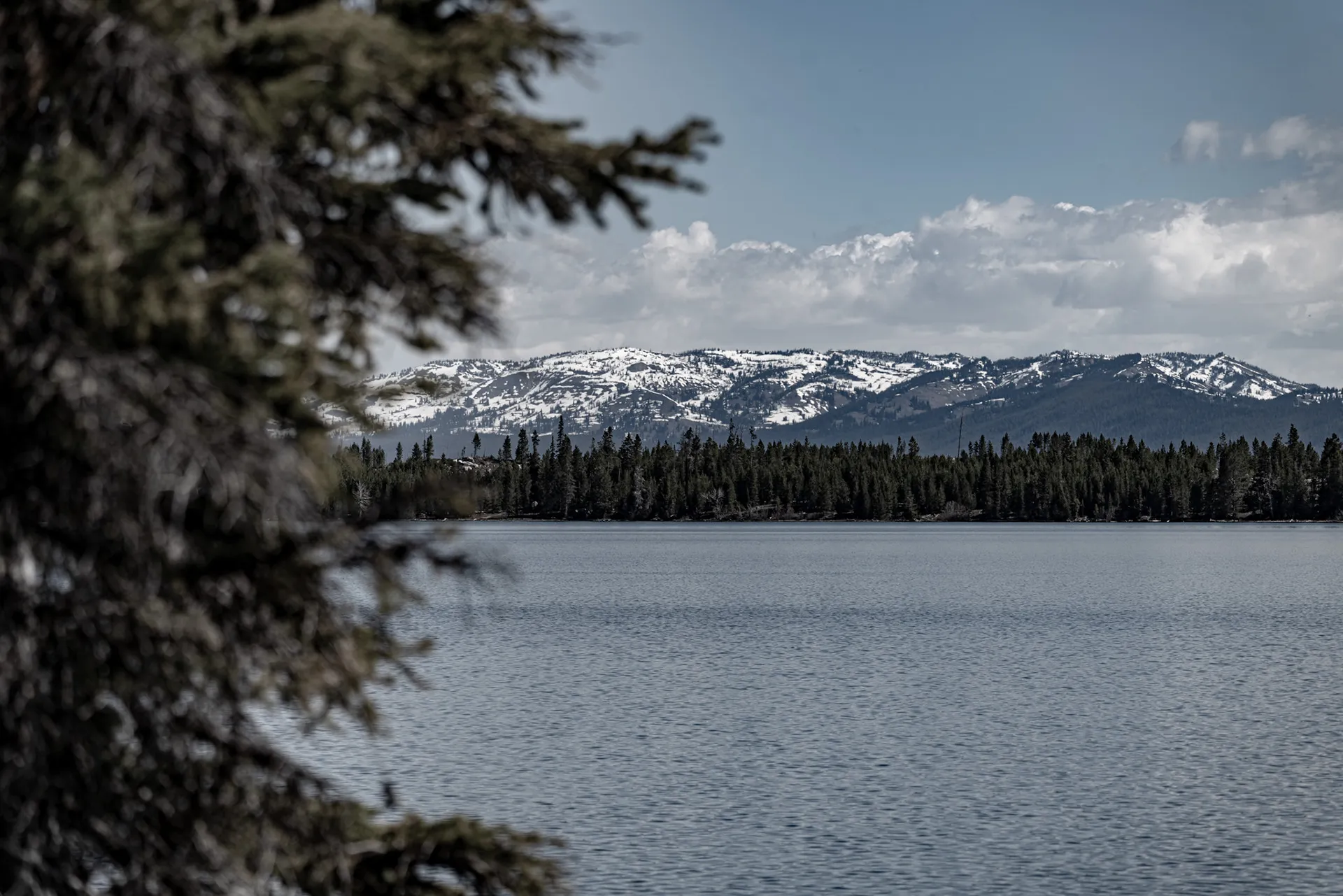 Lake with snowy mountains beyond, framed by an evergreen branch