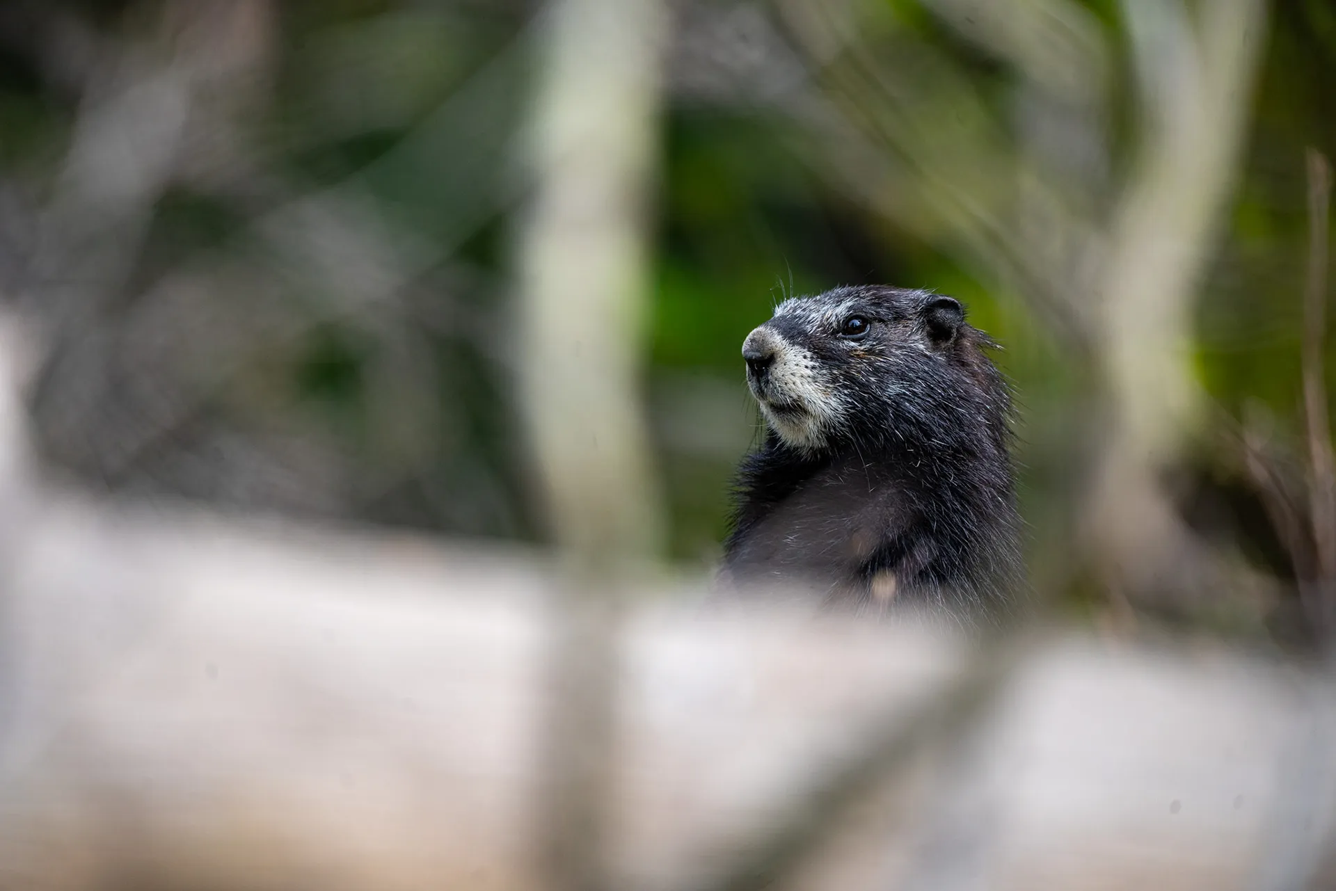 Marmot peeking out from behind a log