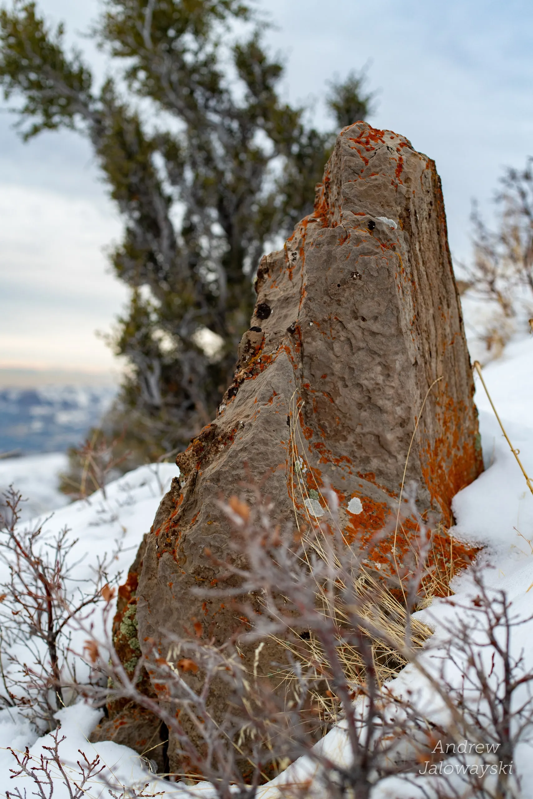 Tall red rock standing in snow beside a juniper