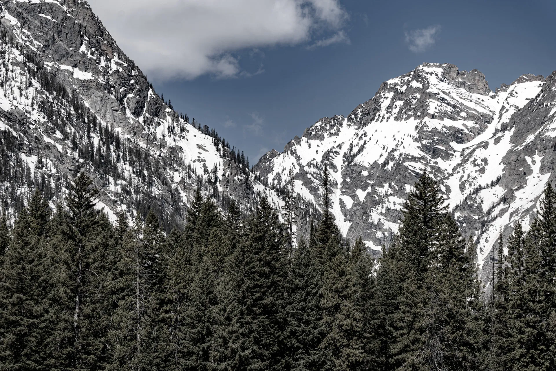 Snowy Teton peaks above a dark evergreen forest