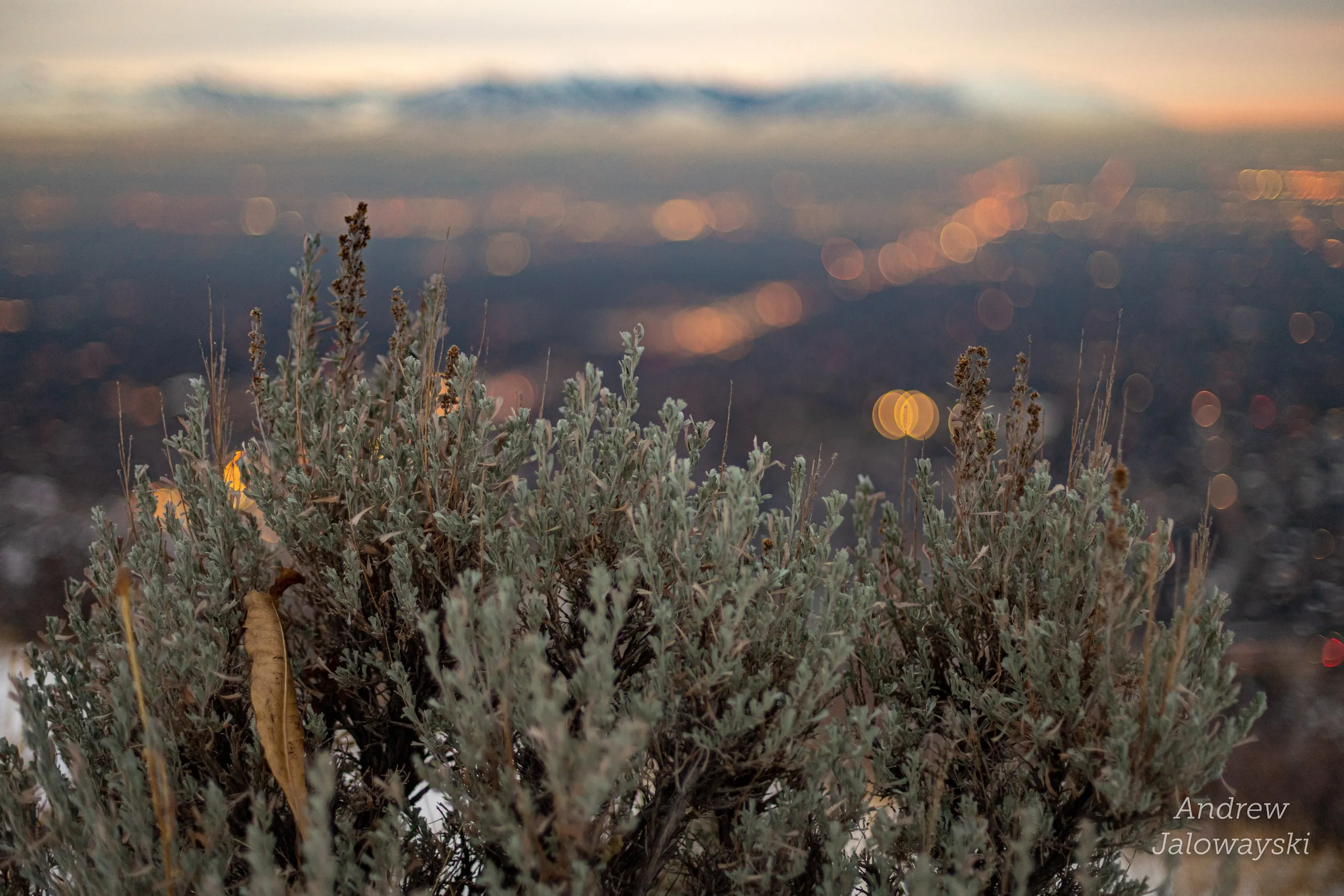Sagebrush in the foreground with blurred city lights beyond