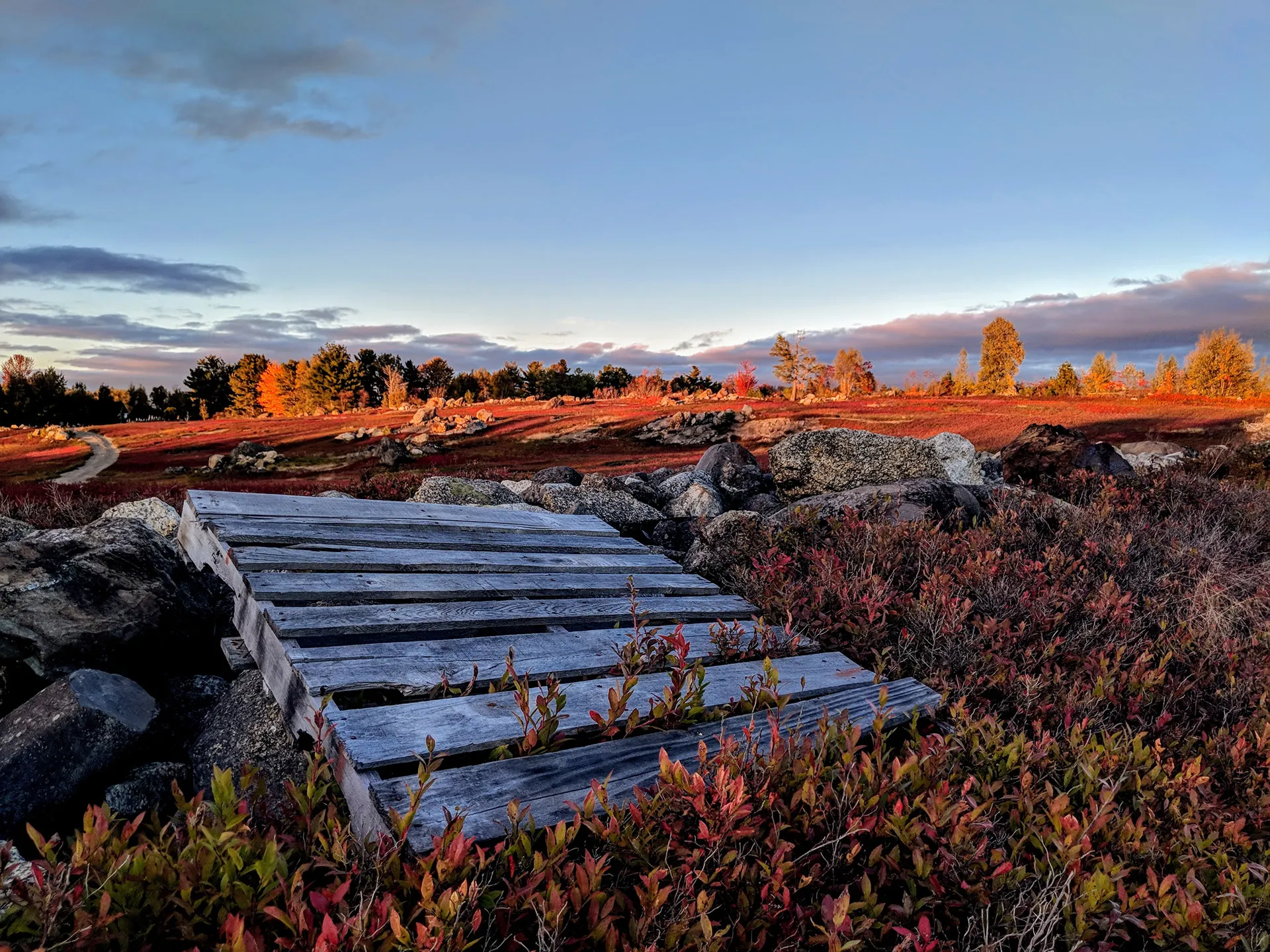 Weathered wooden pallets on a red autumn barren