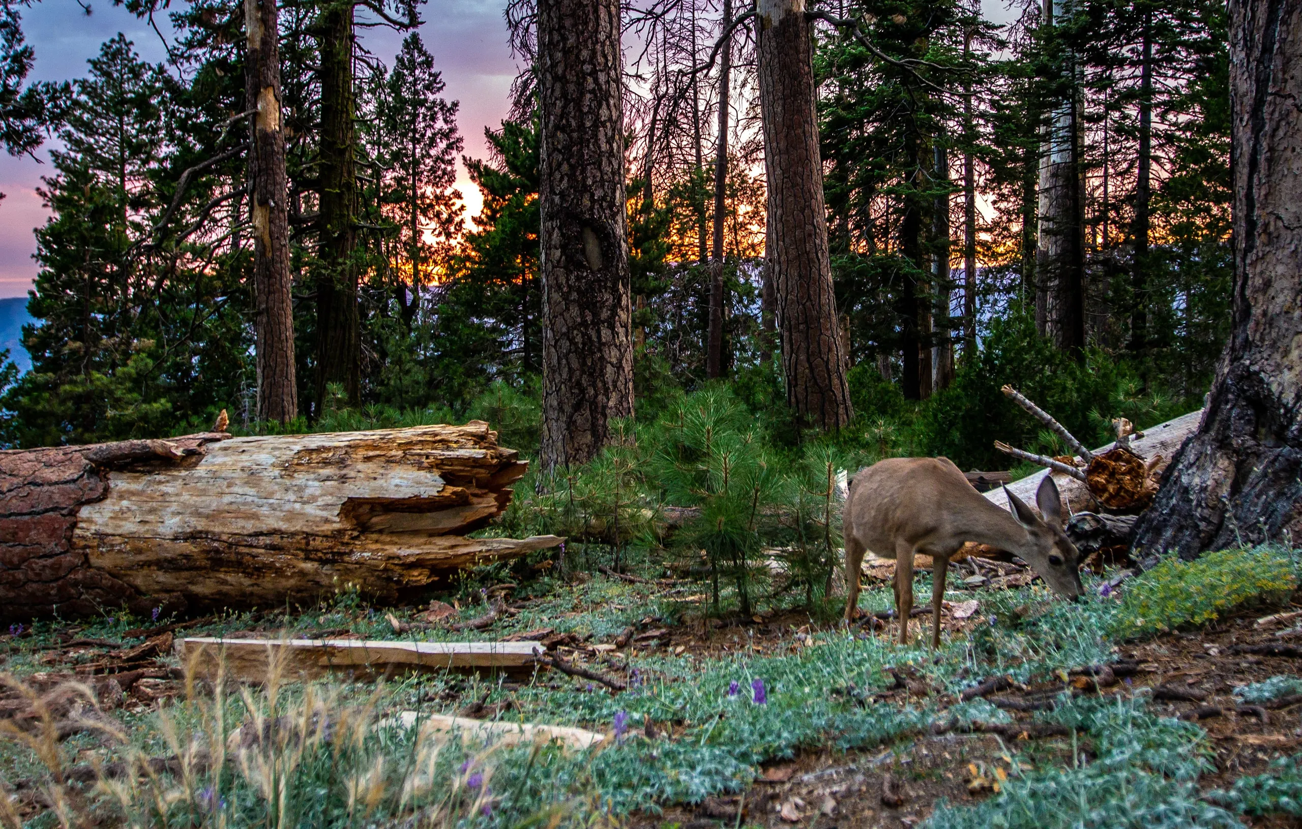 Deer grazing in a pine forest at sunset beside a fallen log