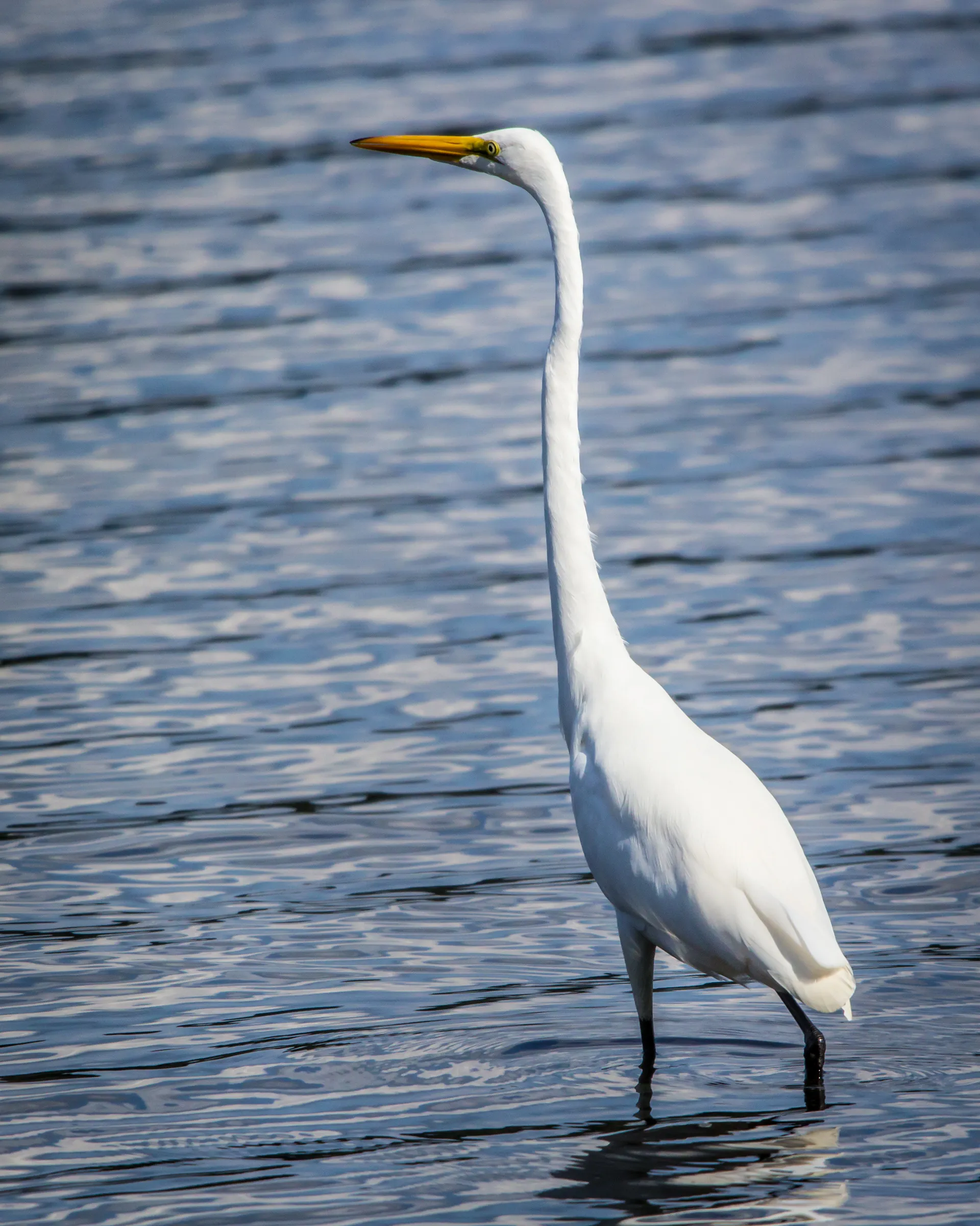 Great egret standing in shallow rippling water