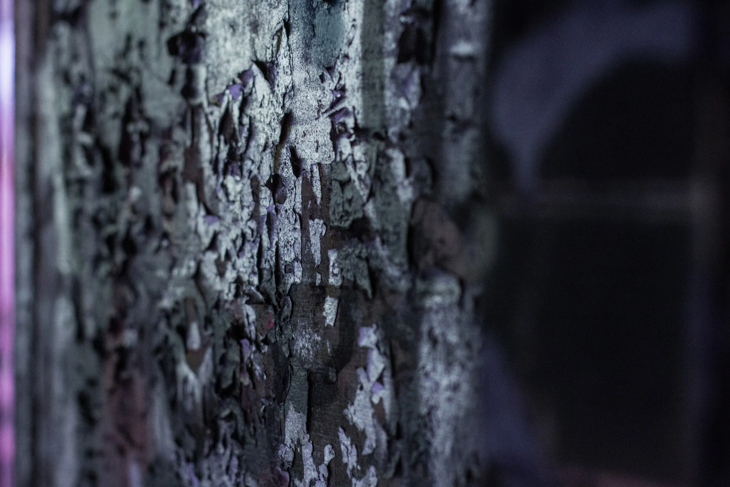 Close-up of deeply textured tree bark